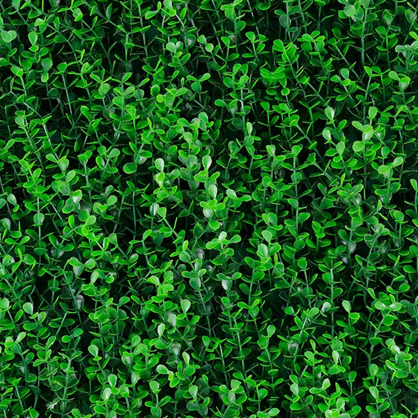 BUXUS SPRING.webp