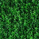 BUXUS SPRING.webp
