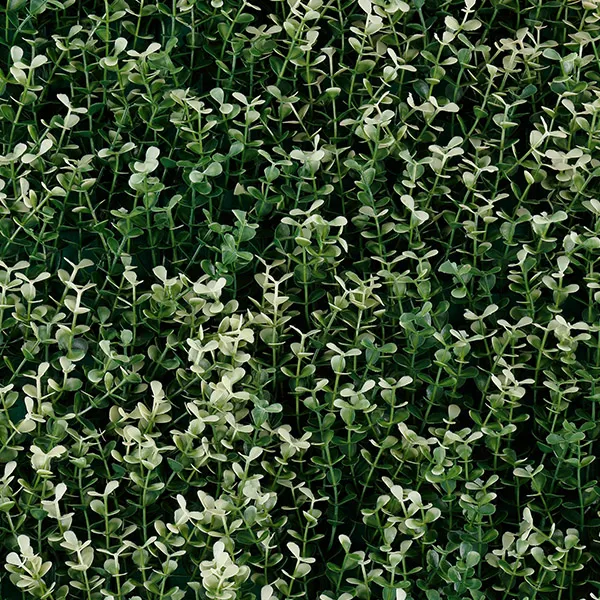BUXUS  WHITE.webp