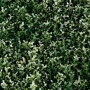 BUXUS  WHITE.webp