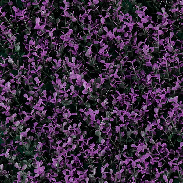 MODELO ARRAYAN PURPLE
