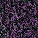 MODELO ARRAYAN PURPLE
